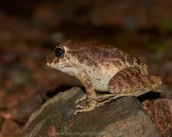 Craugastor fitzingeri