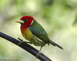 Eubucco bourcierii