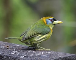 Eubucco bourcierii