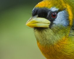 Eubucco bourcierii