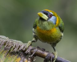 Eubucco bourcierii