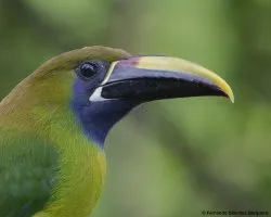 Aulacorhynchus prasinus