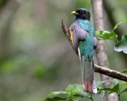 Trogon rufus