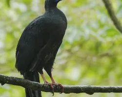 Chamaepetes unicolor
