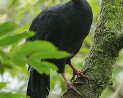 Chamaepetes unicolor