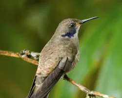 Colibri delphinae