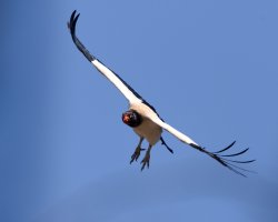 Yryvu ruvicha