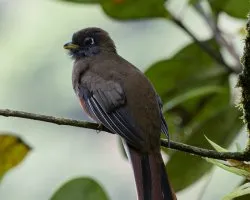Trogon aurantiiventris