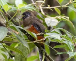 Trogon aurantiiventris