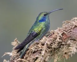 Colibri thalassinus