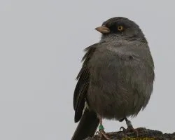 Junco volcani