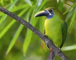 Aulacorhynchus prasinus