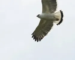 Pseudastur albicollis