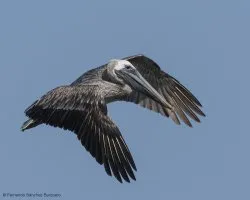 Pelecanus occidentalis