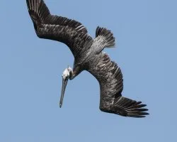 Pelecanus occidentalis