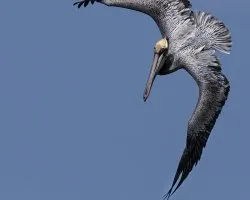 Pelecanus occidentalis