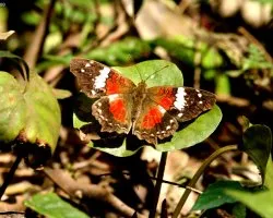 Mariposas del bosque atlántico del alto paraná