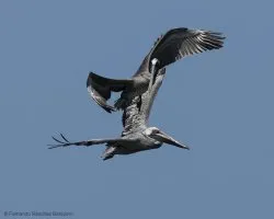 Pelecanus occidentalis