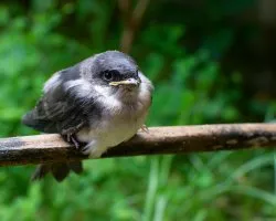 Pygochelidon cyanoleuca