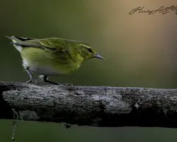 N. científico: oreothlypis peregrina