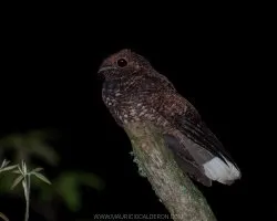 Antrostomus saturatus