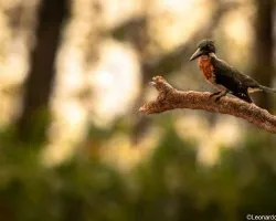 Amazon kingfisher