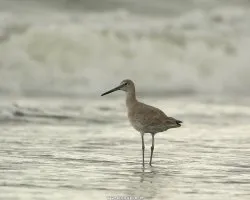 Tringa semipalmata
