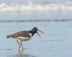Haematopus palliatus
