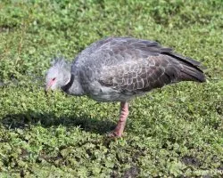 Chajá (chauna torquata)
