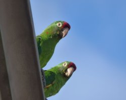 Perico frentirojo