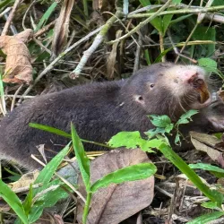 Taltuza (orthogeomys cherriei) 