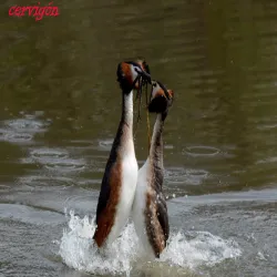 Somormujos